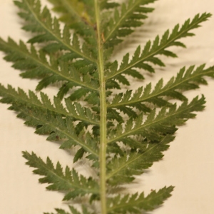 Photographie n°2326272 du taxon Tanacetum vulgare L. [1753]
