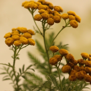 Photographie n°2326274 du taxon Tanacetum vulgare L. [1753]