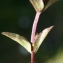  Liliane Roubaudi - Gentianella campestris (L.) Börner