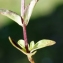  Liliane Roubaudi - Gentianella campestris (L.) Börner