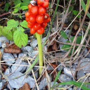 Photographie n°2326336 du taxon Arum maculatum L. [1753]