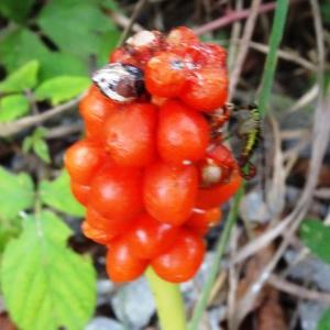 Photographie n°2326337 du taxon Arum maculatum L. [1753]