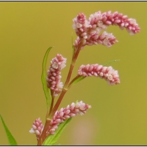 Photographie n°2326341 du taxon Persicaria lapathifolia (L.) Delarbre [1800]