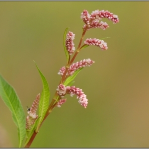 Photographie n°2326342 du taxon Persicaria lapathifolia (L.) Delarbre [1800]