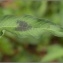  Pat Desnos - Persicaria lapathifolia (L.) Delarbre [1800]