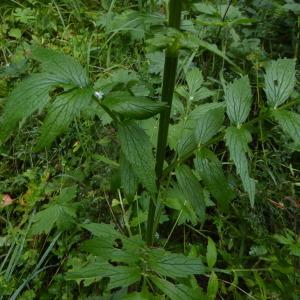 Photographie n°2326367 du taxon Valeriana officinalis L. [1753]