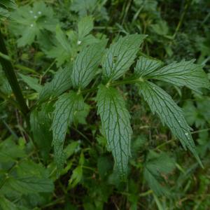 Photographie n°2326368 du taxon Valeriana officinalis L. [1753]