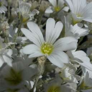  - Cerastium tomentosum L. [1753]