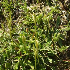 Photographie n°2326475 du taxon Lycopodium clavatum L. [1753]