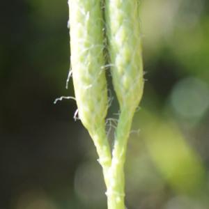 Photographie n°2326481 du taxon Lycopodium clavatum L. [1753]