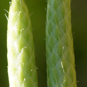 Photographie n°2326482 du taxon Lycopodium clavatum L. [1753]