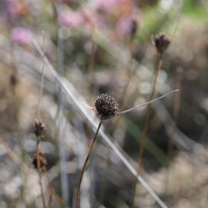 Photographie n°2326489 du taxon Schoenus nigricans L. [1753]