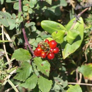 Photographie n°2326493 du taxon Lonicera periclymenum L. [1753]