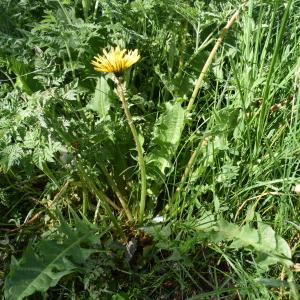 Photographie n°2326507 du taxon Taraxacum F.H.Wigg. [1780]