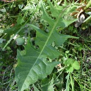 Photographie n°2326508 du taxon Taraxacum F.H.Wigg. [1780]