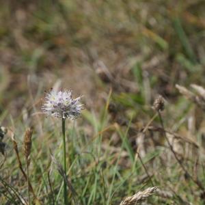 Photographie n°2326517 du taxon Allium ericetorum Thore [1803]