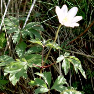 Photographie n°2326528 du taxon Anemone nemorosa L. [1753]