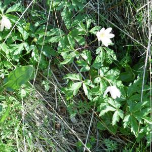 Photographie n°2326531 du taxon Anemone nemorosa L. [1753]