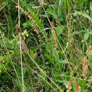 Photographie n°2326556 du taxon Rumex acetosella L. [1753]