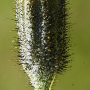 Photographie n°2326612 du taxon Hieracium cantalicum Arv.-Touv. [1879]