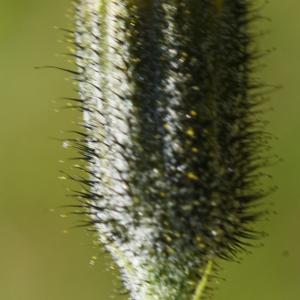 Hieracium turritifolium subsp. silicicum Arv.-Touv. & Gaut. (Épervière du Cantal)