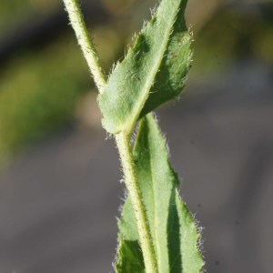  - Hieracium cantalicum Arv.-Touv. [1879]