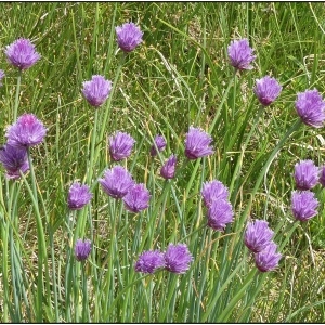 Photographie n°2326654 du taxon Allium schoenoprasum L. [1753]