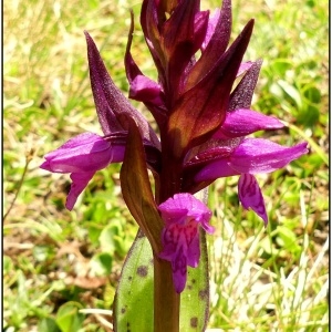 Photographie n°2326659 du taxon Dactylorhiza majalis (Rchb.) P.F.Hunt & Summerh. [1965]