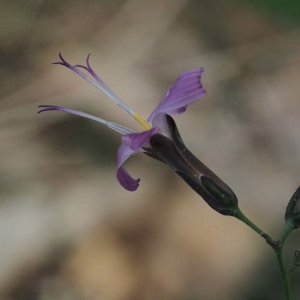 Photographie n°2326686 du taxon Prenanthes purpurea L. [1753]