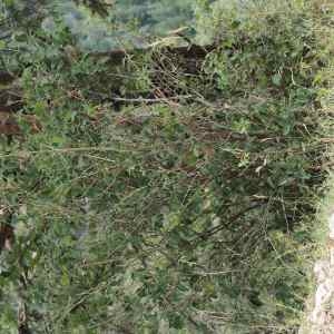 Photographie n°2326692 du taxon Lonicera xylosteum L. [1753]