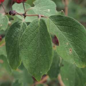 Photographie n°2326693 du taxon Lonicera xylosteum L. [1753]