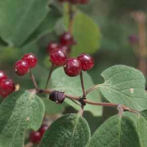 Photographie n°2326694 du taxon Lonicera xylosteum L. [1753]