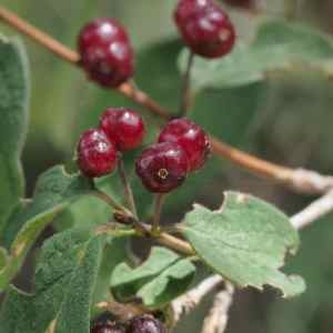 Photographie n°2326695 du taxon Lonicera xylosteum L. [1753]