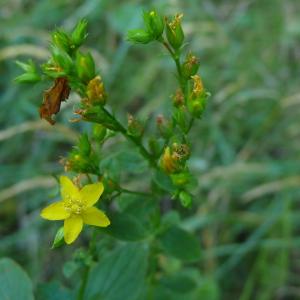 Photographie n°2326706 du taxon Hypericum tetrapterum Fr. [1823]