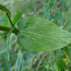 Photographie n°2326708 du taxon Hypericum tetrapterum Fr. [1823]