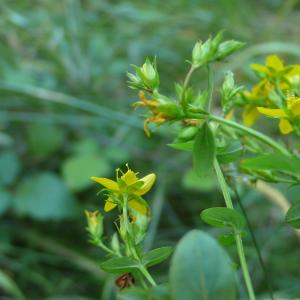 Photographie n°2326709 du taxon Hypericum tetrapterum Fr. [1823]