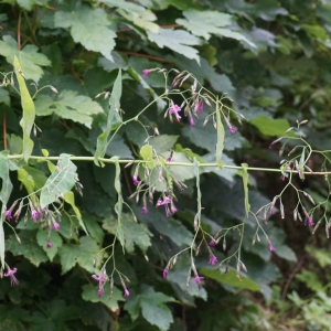 Photographie n°2326721 du taxon Prenanthes purpurea L. [1753]