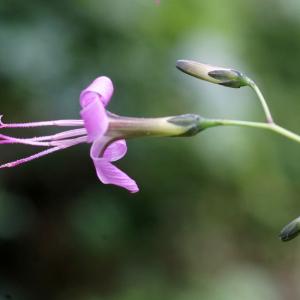 Photographie n°2326727 du taxon Prenanthes purpurea L. [1753]