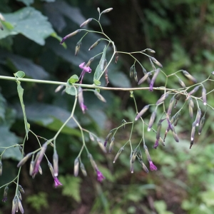 Photographie n°2326731 du taxon Prenanthes purpurea L. [1753]