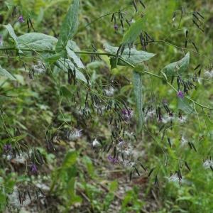 Photographie n°2326734 du taxon Prenanthes purpurea L. [1753]