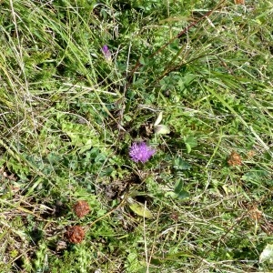 Photographie n°2326791 du taxon Cirsium acaulon (L.) Scop. [1769]