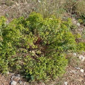 Photographie n°2326797 du taxon Euphorbia seguieriana subsp. seguieriana 