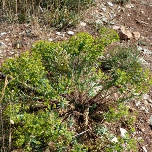 Photographie n°2326798 du taxon Euphorbia seguieriana subsp. seguieriana 