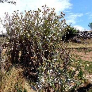 Photographie n°2326807 du taxon Onopordon acanthium sensu auct.