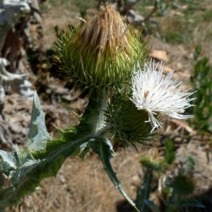 Photographie n°2326810 du taxon Onopordon acanthium sensu auct.