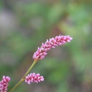 Persicaria maculosa Gray (Persicaire)