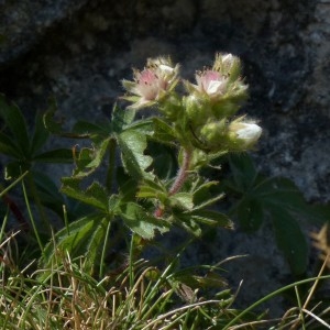 Photographie n°2326831 du taxon Potentilla caulescens subsp. petiolulata (Gaudin) Nyman [1878]