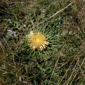  - Carlina acanthifolia subsp. acanthifolia 