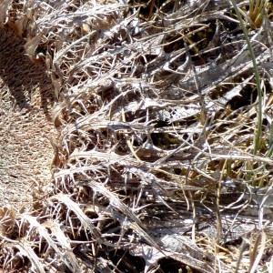  - Carlina acanthifolia subsp. acanthifolia 