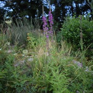 Photographie n°2326878 du taxon Lythrum salicaria L. [1753]